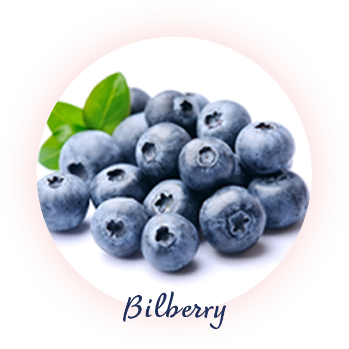 ビルベリー